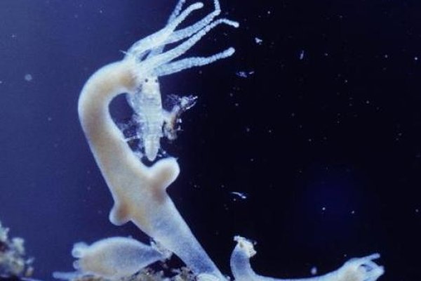 Kraken что это такое