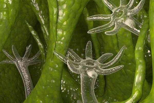 Kraken зеркало даркнет