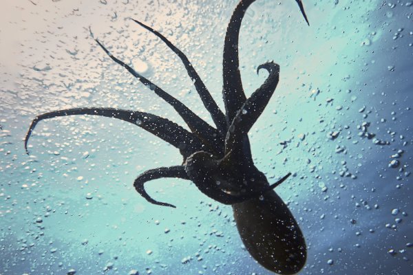 Ссылка на кракен для начинающих