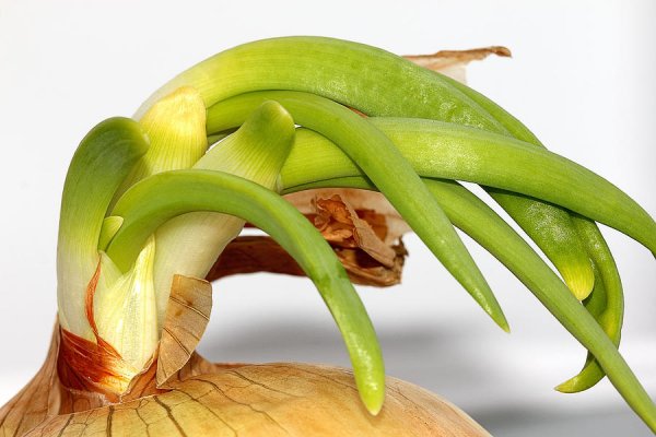 Kraken onion вход