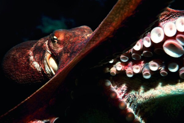 Kraken darknet market ссылка