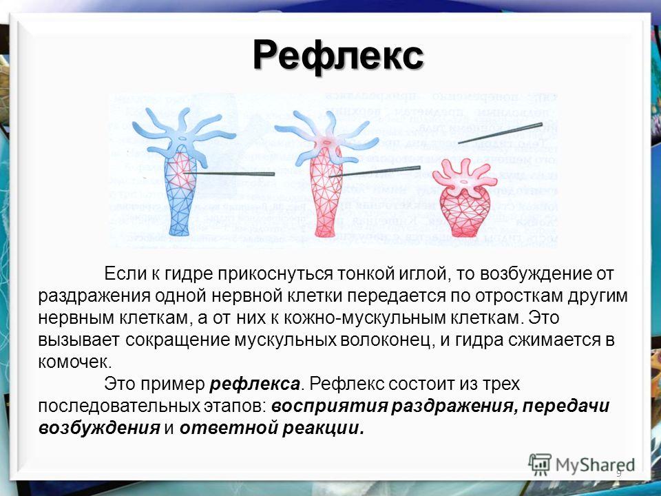 Кракен маркет только через тор